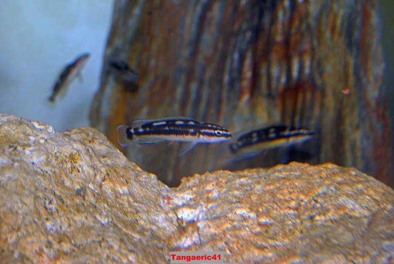 Julidochromis sp. 'ornatus kapampa' Kazia